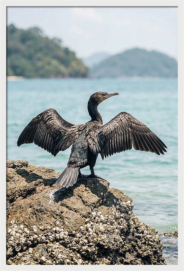 Cormorant Spreading Its Wings