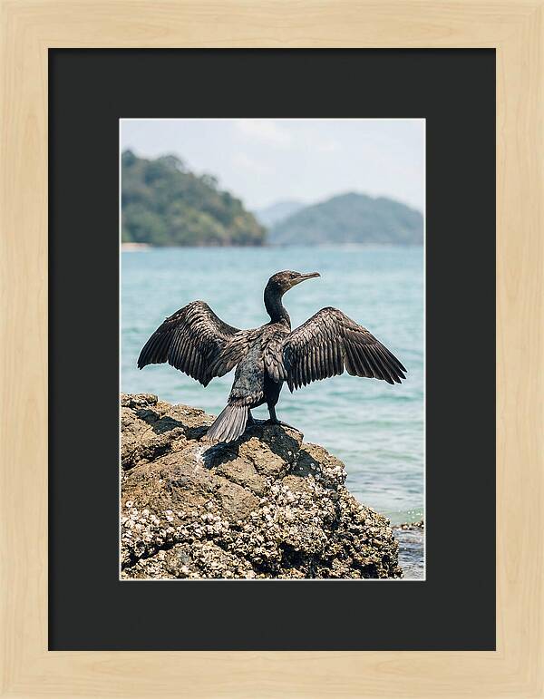 Cormorant Spreading Its Wings