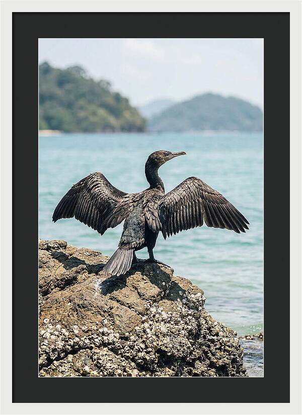 Cormorant Spreading Its Wings