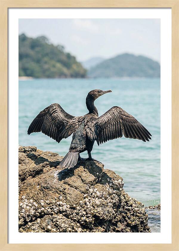 Cormorant Spreading Its Wings