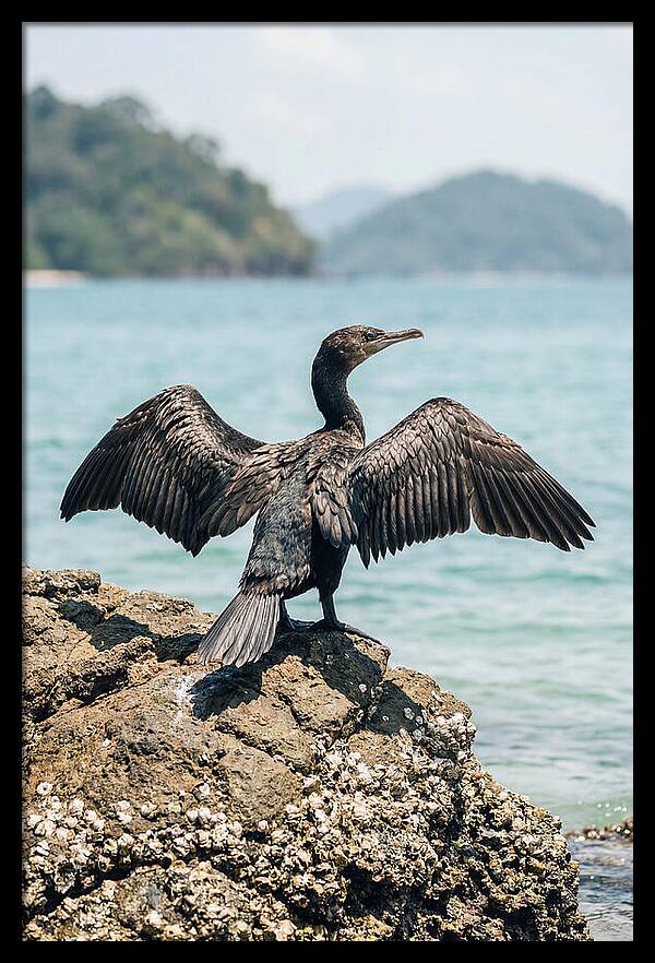 Cormorant Spreading Its Wings