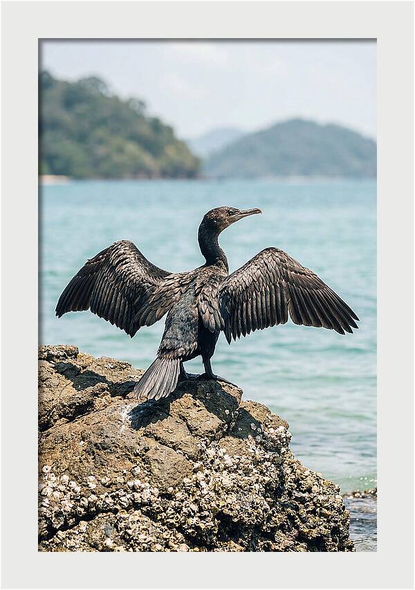 Cormorant Spreading Its Wings