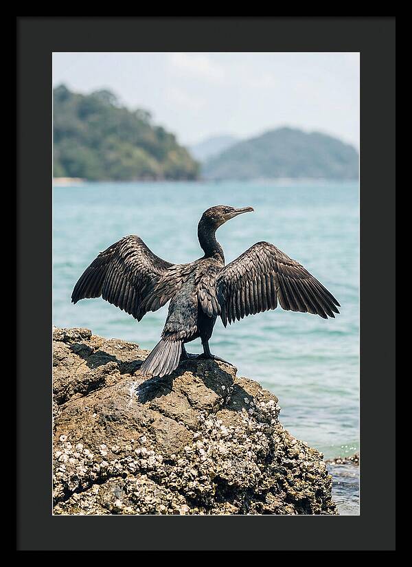 Cormorant Spreading Its Wings