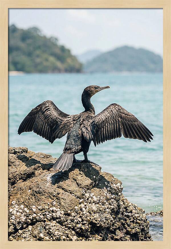 Cormorant Spreading Its Wings