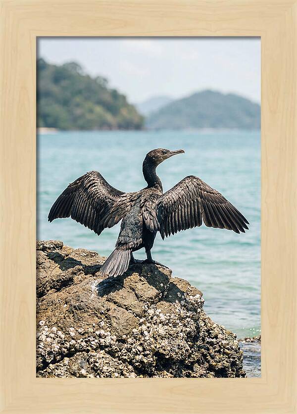 Cormorant Spreading Its Wings