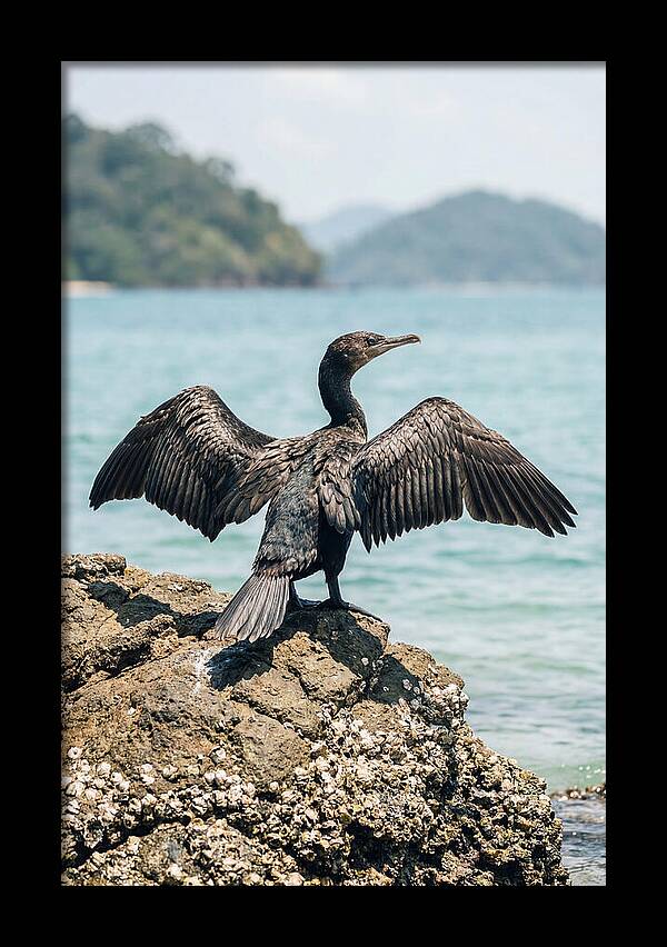 Cormorant Spreading Its Wings