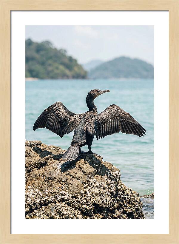 Cormorant Spreading Its Wings