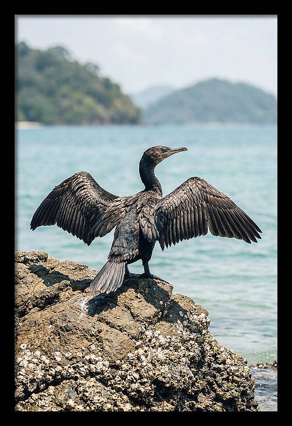 Cormorant Spreading Its Wings