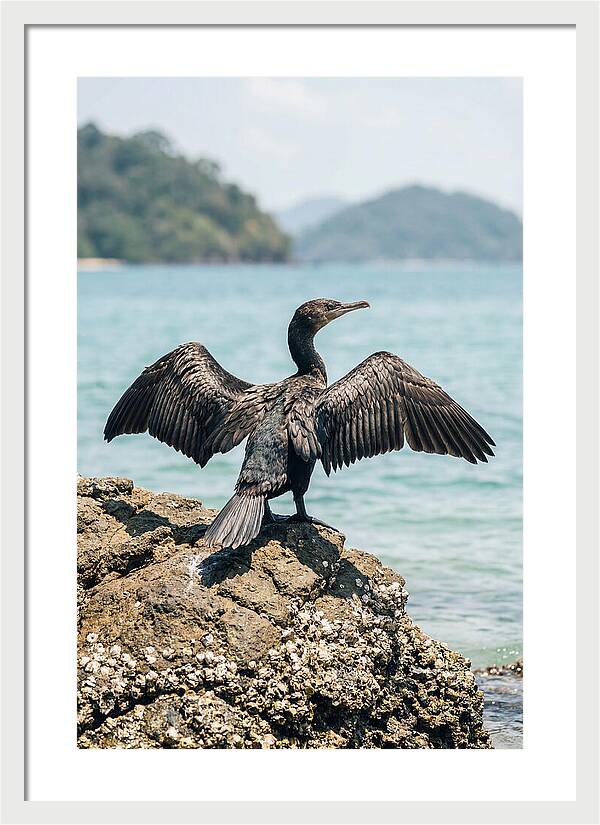 Cormorant Spreading Its Wings