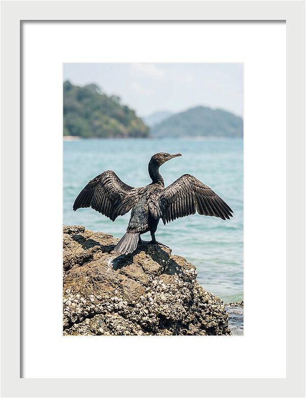 Cormorant Spreading Its Wings