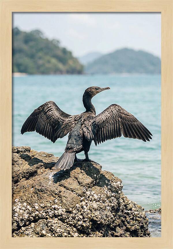 Cormorant Spreading Its Wings
