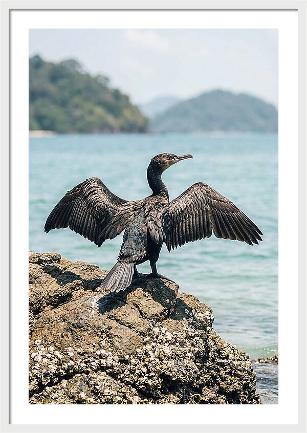 Cormorant Spreading Its Wings