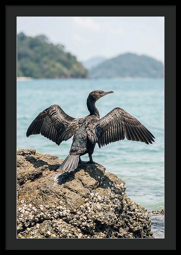 Cormorant Spreading Its Wings