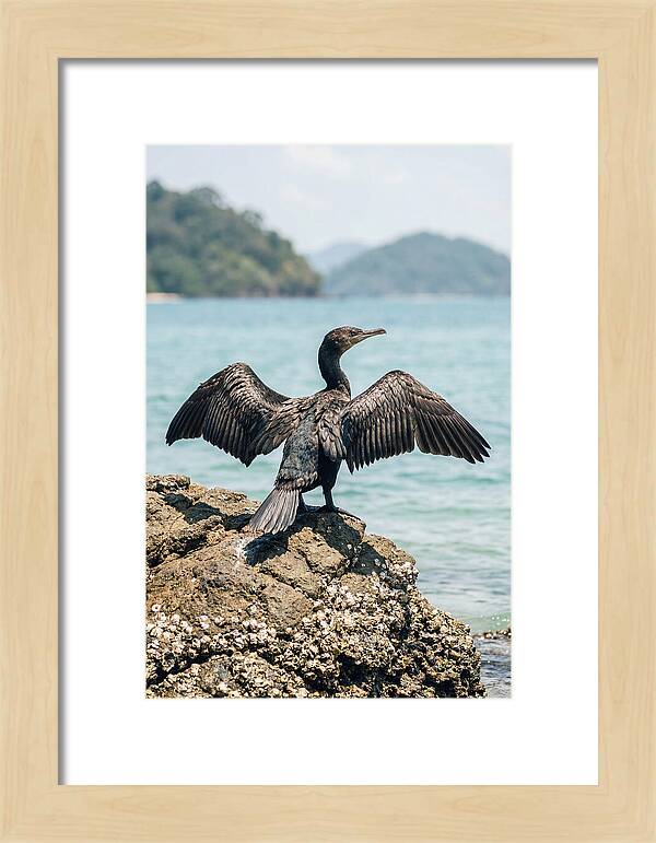 Cormorant Spreading Its Wings
