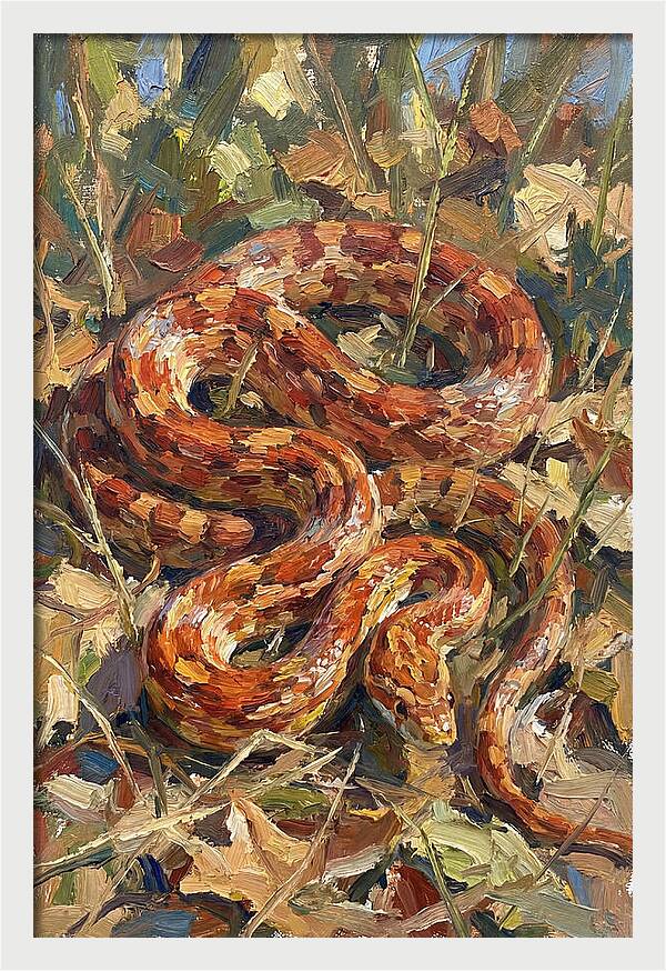 Corn Snake Among Autumn Leaves
