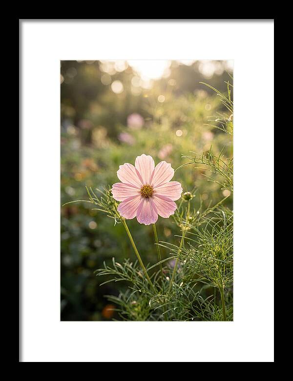 Cosmos Blossom In Soft Light