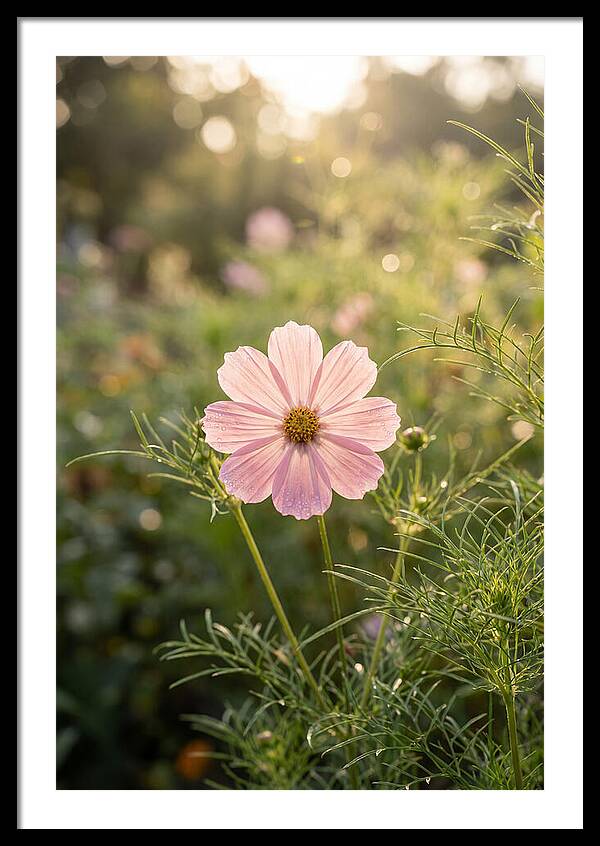 Cosmos Blossom In Soft Light