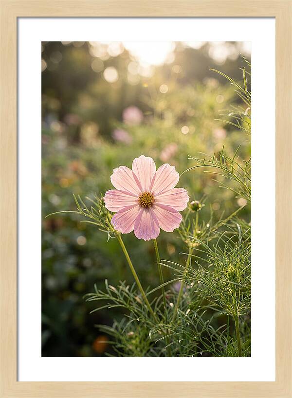 Cosmos Blossom In Soft Light
