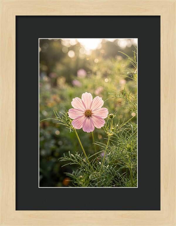 Cosmos Blossom In Soft Light