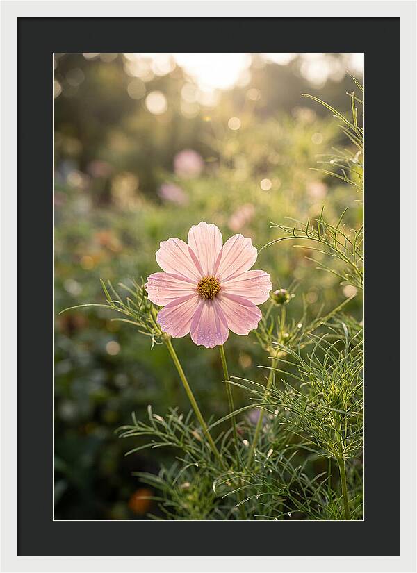 Cosmos Blossom In Soft Light