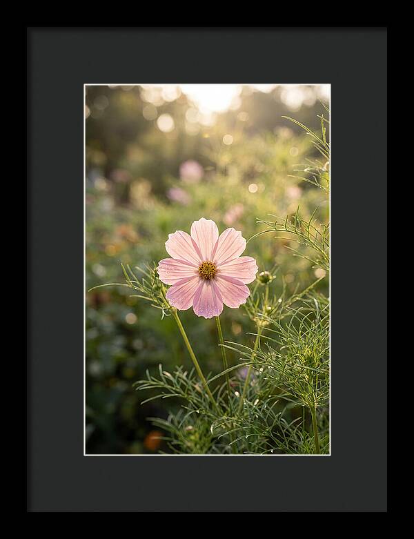 Cosmos Blossom In Soft Light