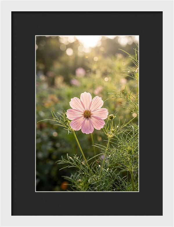 Cosmos Blossom In Soft Light