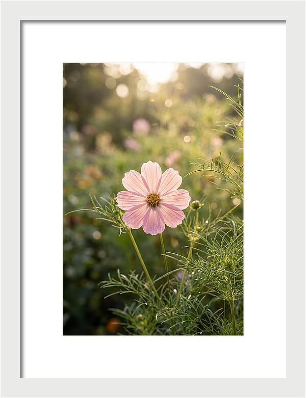 Cosmos Blossom In Soft Light