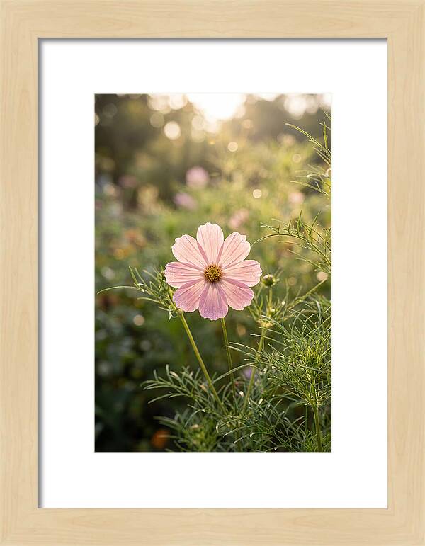 Cosmos Blossom In Soft Light