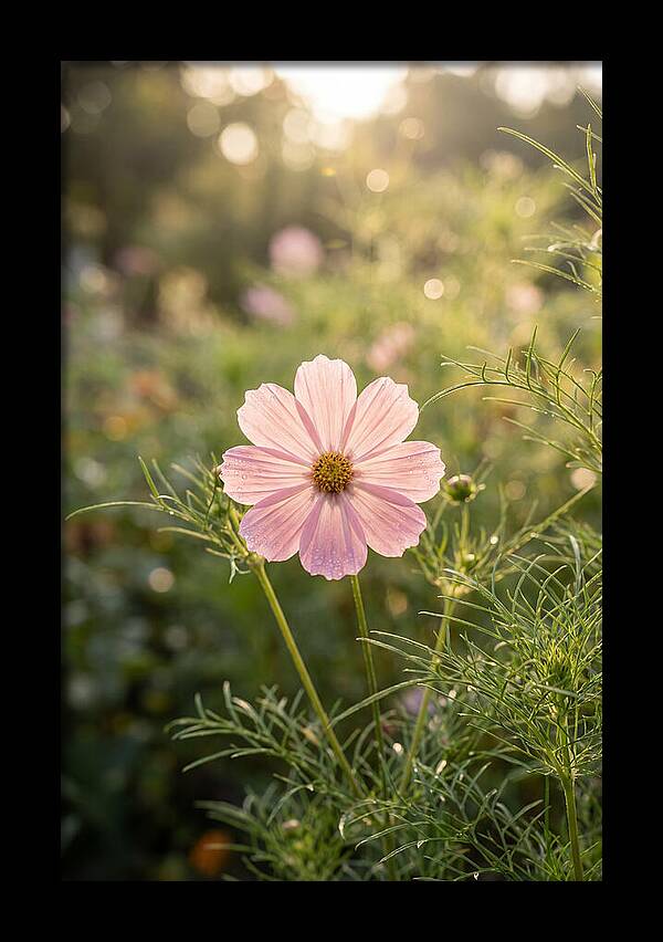 Cosmos Blossom In Soft Light