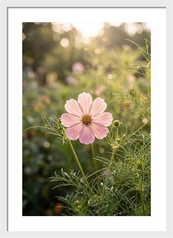 Cosmos Blossom In Soft Light
