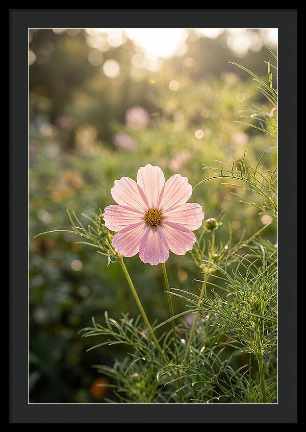 Cosmos Blossom In Soft Light