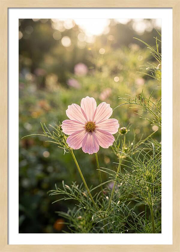 Cosmos Blossom In Soft Light
