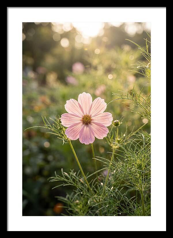 Cosmos Blossom In Soft Light