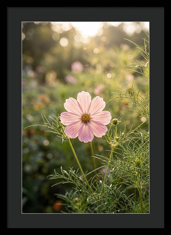Cosmos Blossom In Soft Light