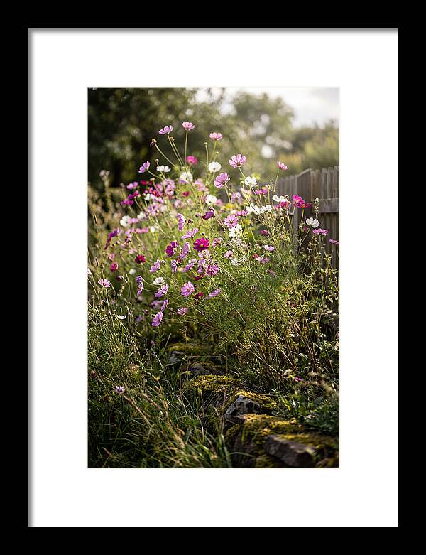 Cosmos In Bloom