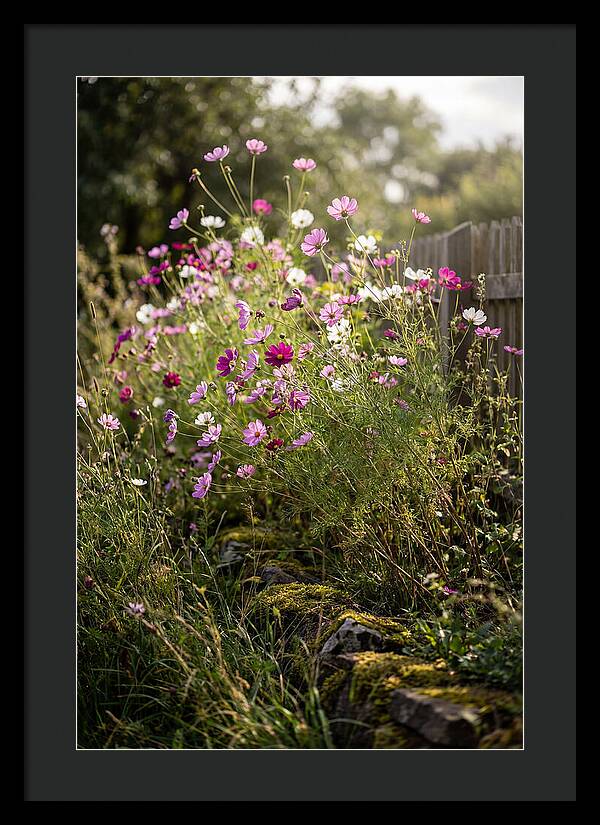 Cosmos In Bloom