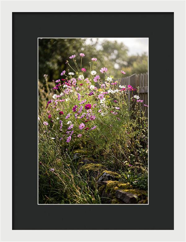 Cosmos In Bloom