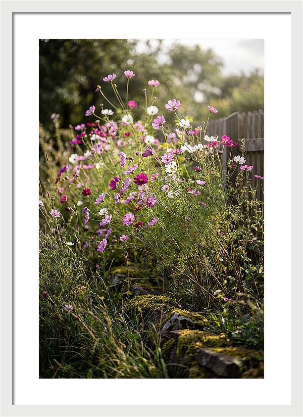 Cosmos In Bloom