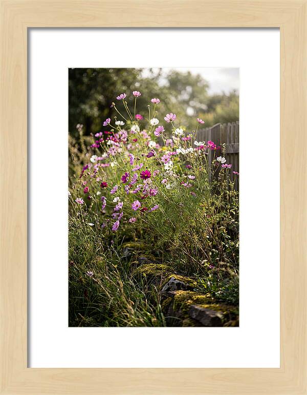 Cosmos In Bloom