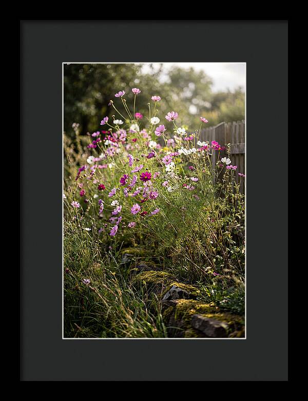 Cosmos In Bloom