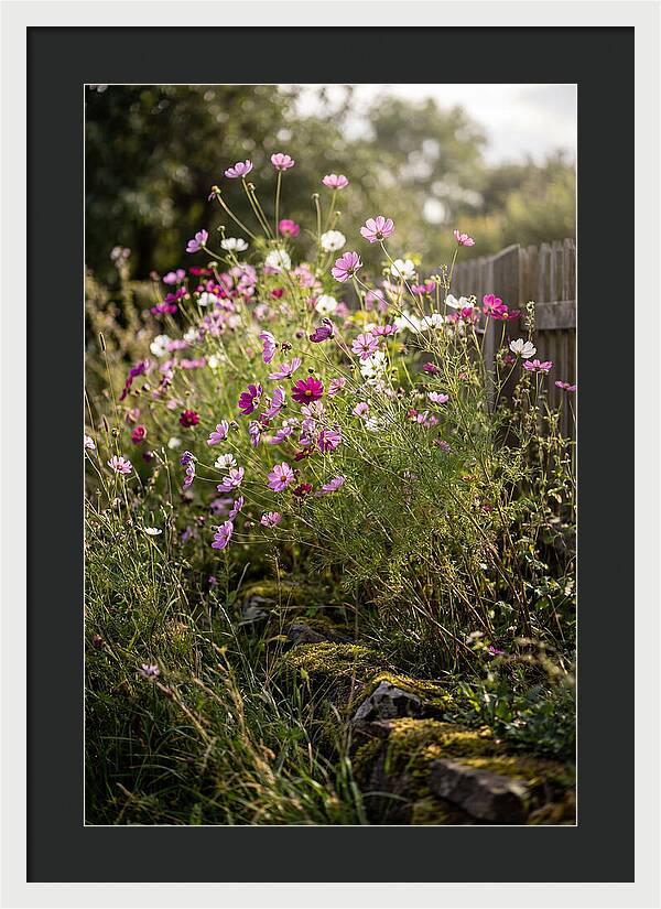 Cosmos In Bloom