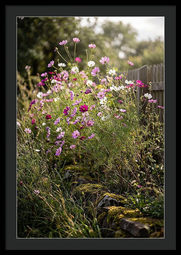 Cosmos In Bloom