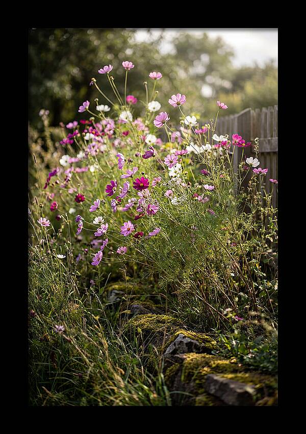 Cosmos In Bloom