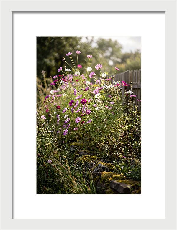 Cosmos In Bloom