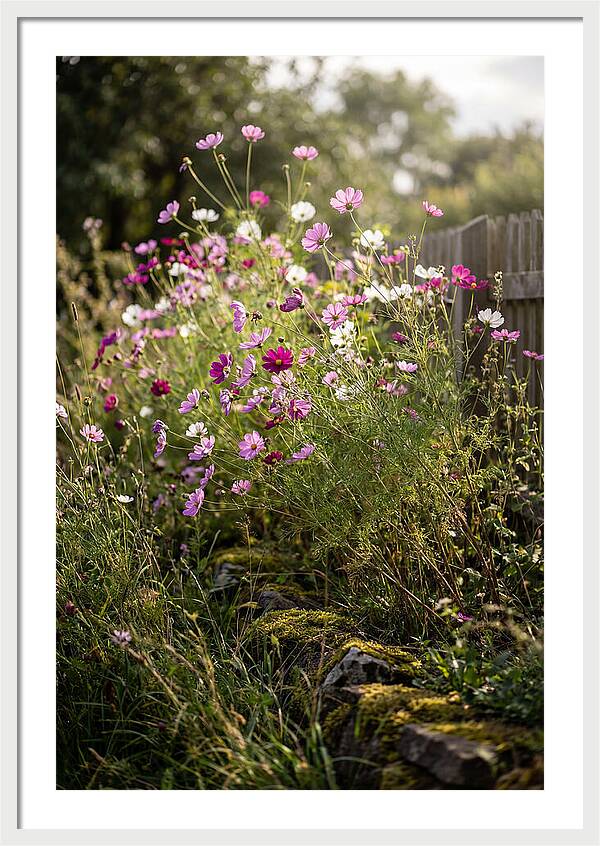 Cosmos In Bloom