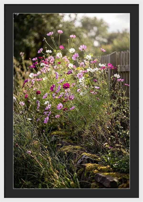 Cosmos In Bloom
