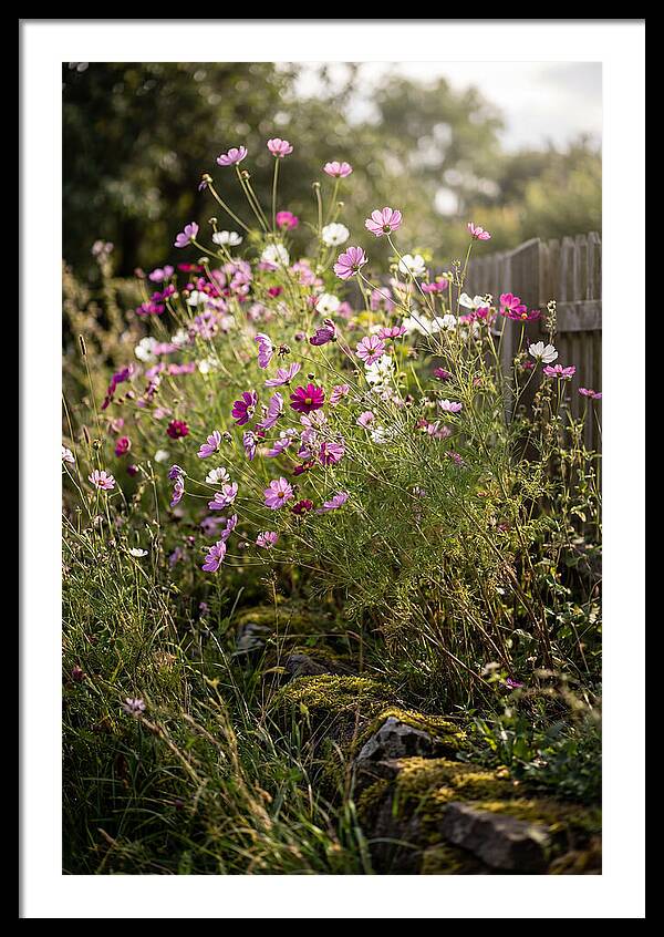 Cosmos In Bloom