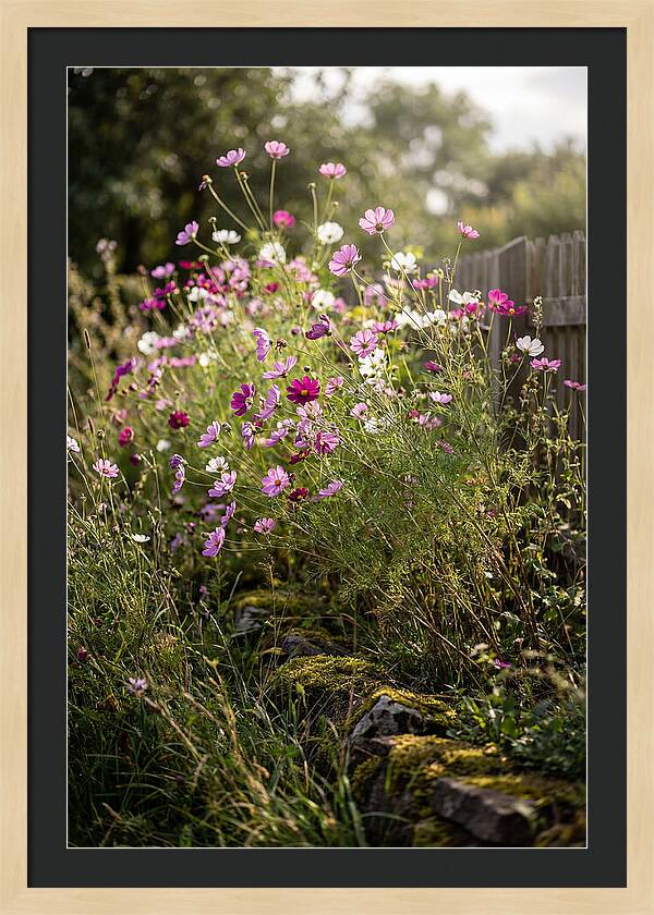 Cosmos In Bloom