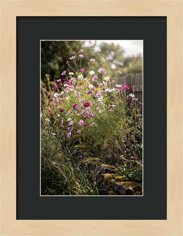Cosmos In Bloom