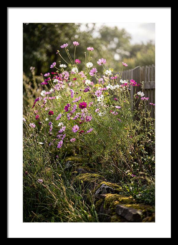 Cosmos In Bloom